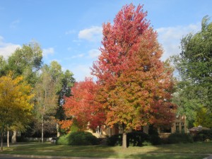Spectacular autumn in Northern Colorado!